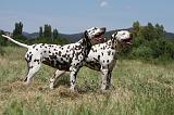 DALMATIEN 382